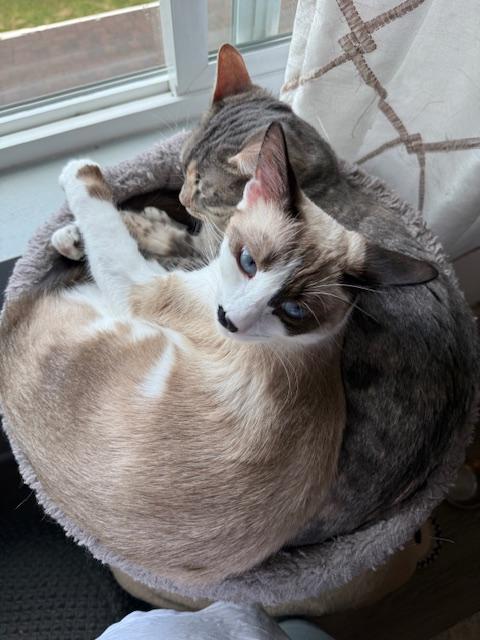 Taki, a Adoptable Siamese in Olympia, WA image 2/2