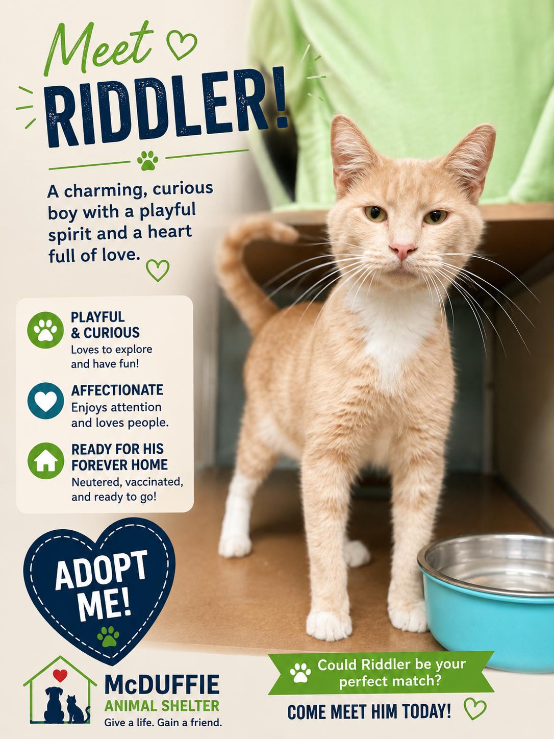Riddler, ADOPTABLE, Adult Male Domestic Short Hair.