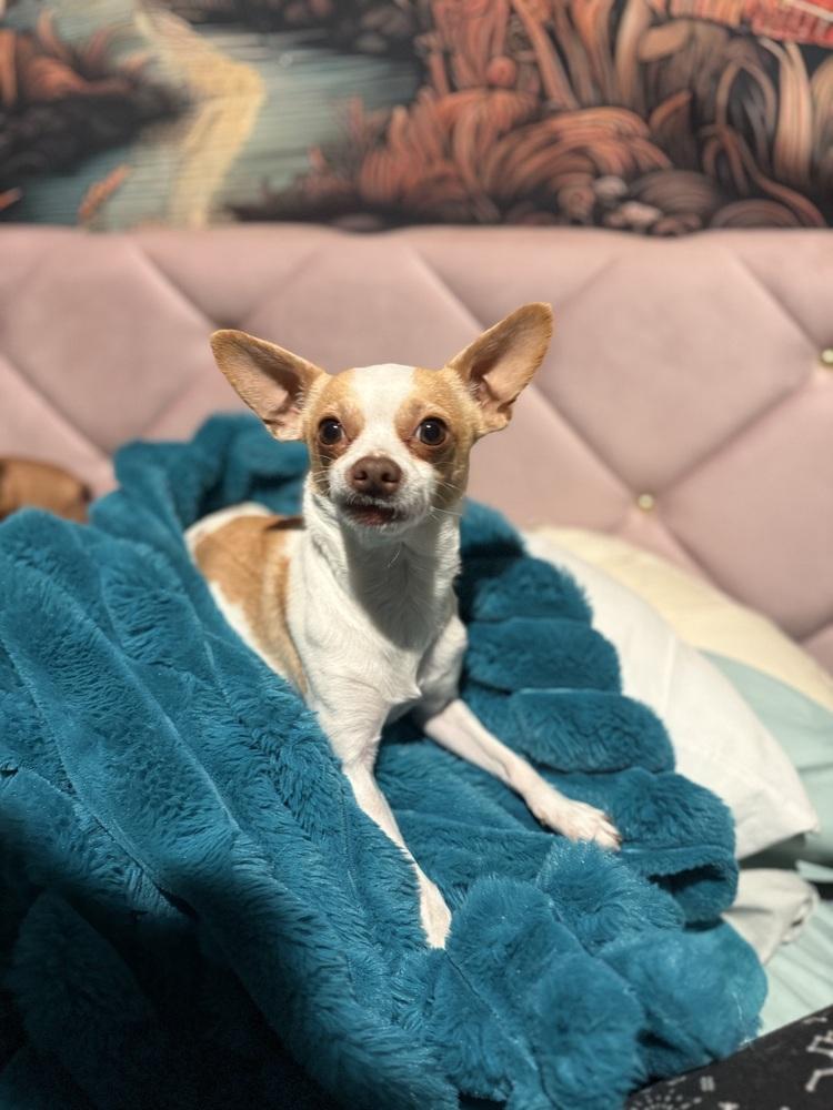 Butterscotch, Adoptable, Young Male Chihuahua.