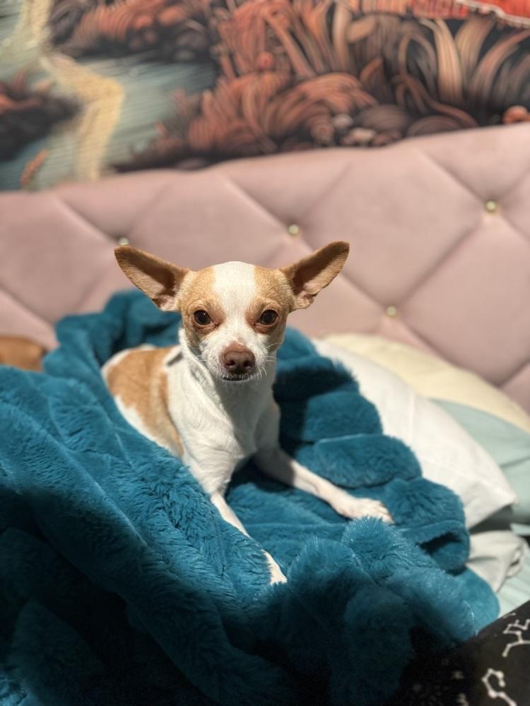 Enlarge Butterscotch, a Adoptable Chihuahua in Denver, CO image 2/4