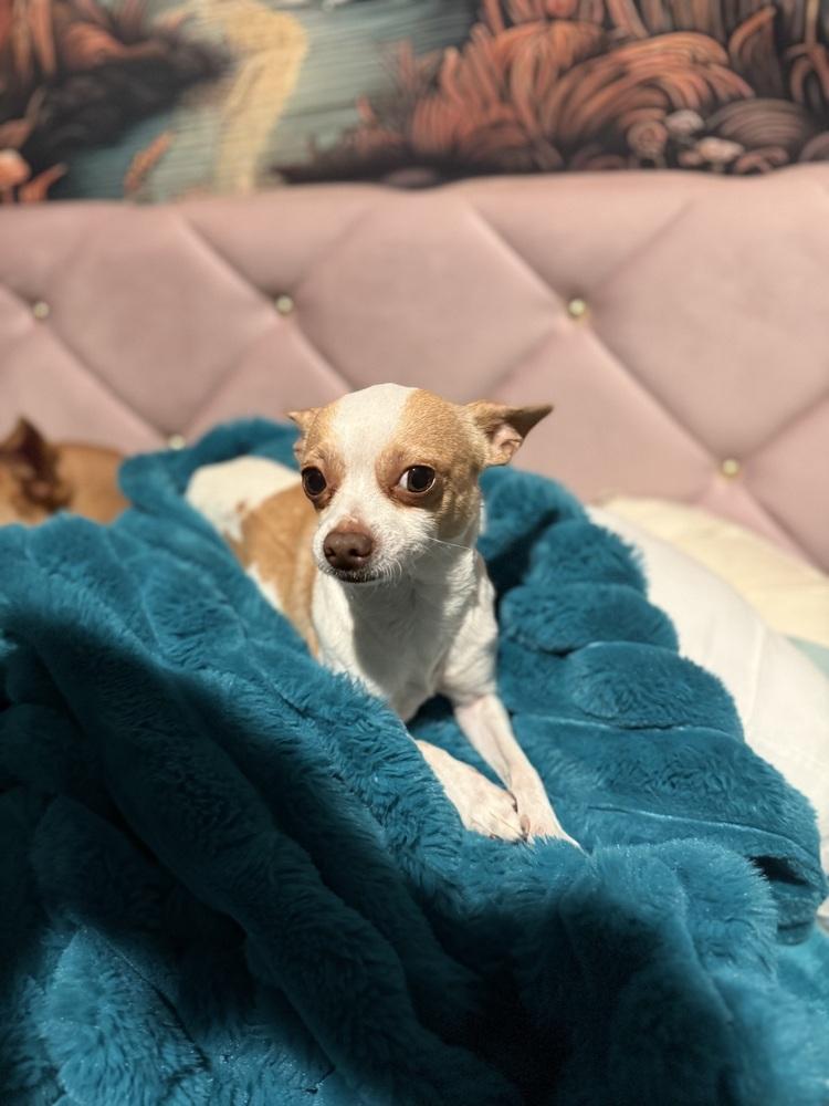 Enlarge Butterscotch, a Adoptable Chihuahua in Denver, CO image 3/4