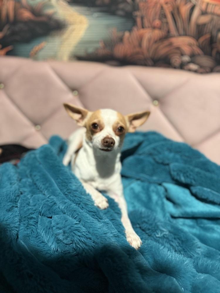 Enlarge Butterscotch, a Adoptable Chihuahua in Denver, CO image 4/4