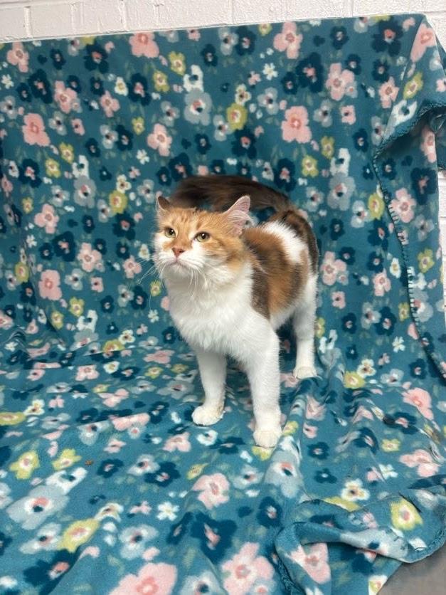 Honey, an adopted Domestic Medium Hair in Waterloo, IA image 3/4