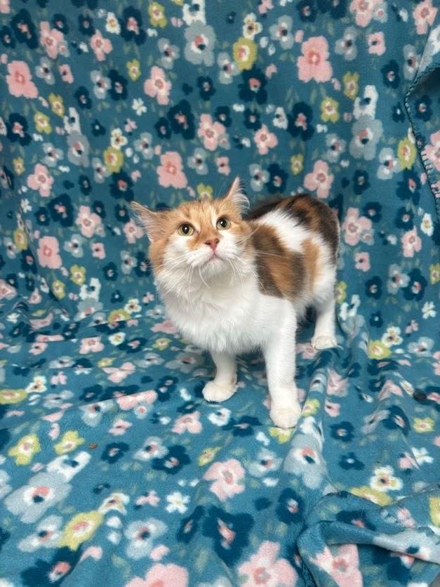Honey, an adopted Domestic Medium Hair in Waterloo, IA image 4/4