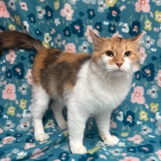 Honey, adopted, Young Female Domestic Medium Hair.