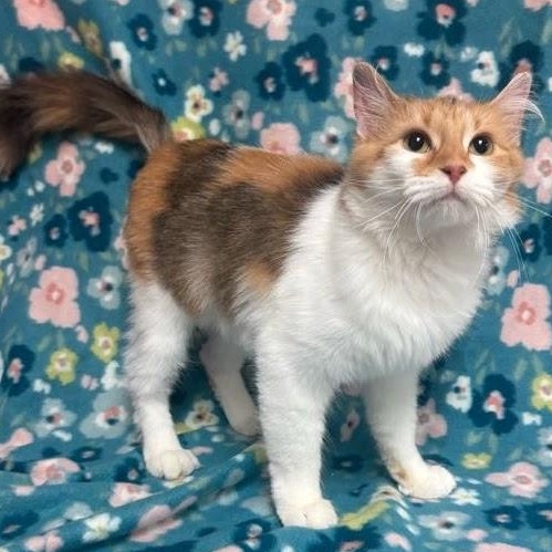 Honey, an adopted Domestic Medium Hair in Waterloo, IA image 2/4