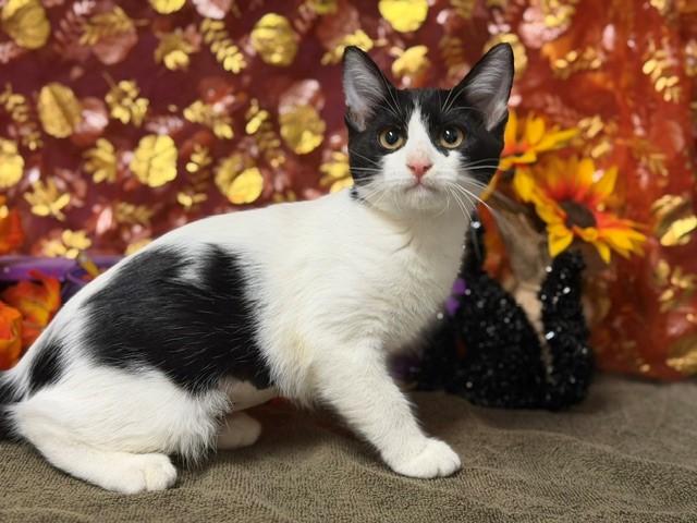 LIZZY, Adoptable, Kitten Female Domestic Short Hair.