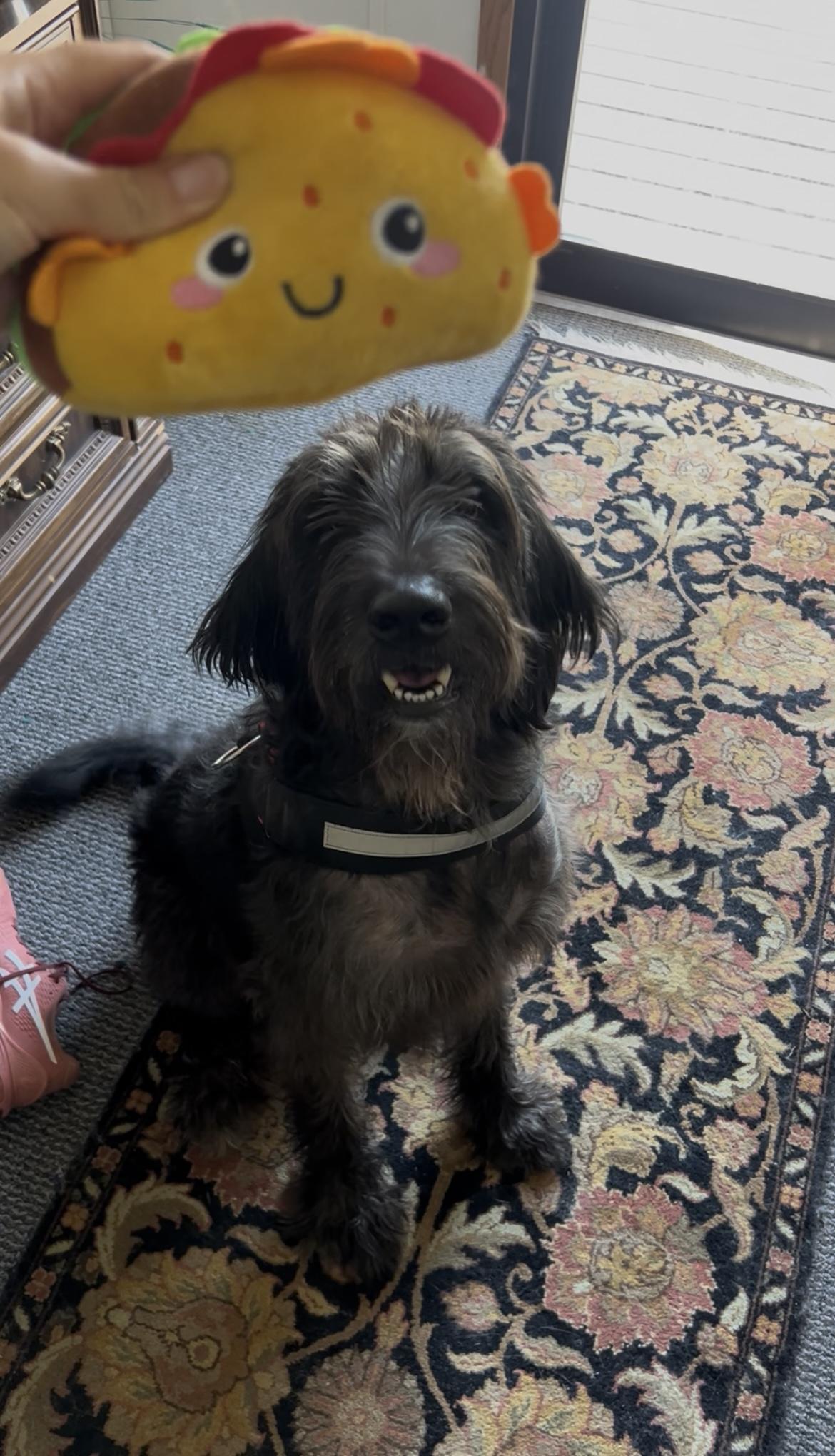 Enlarge Finnley, a Adopted mixed breed in Bixby, OK image 3/3