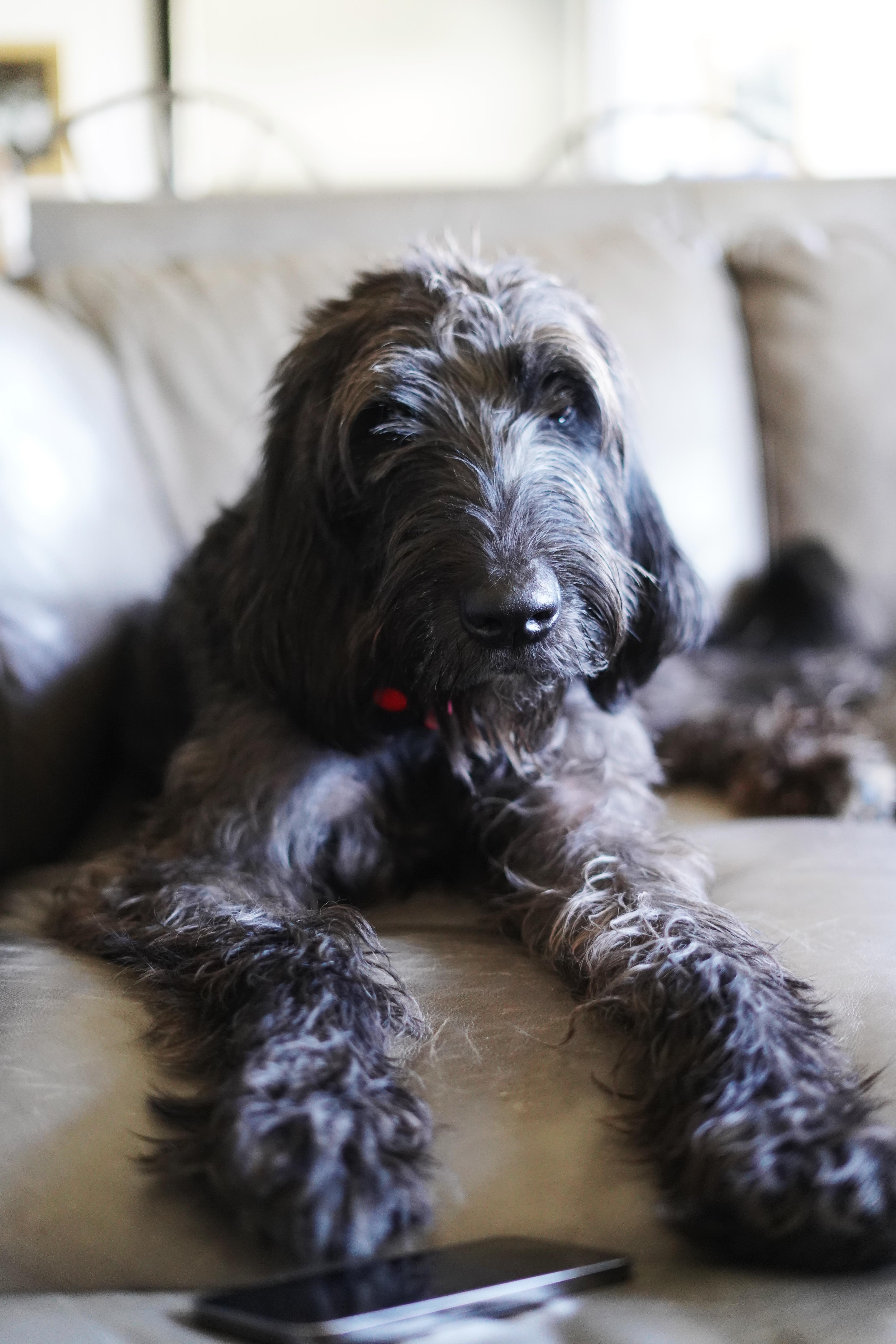 Enlarge Finnley, a Adopted mixed breed in Bixby, OK image 1/3