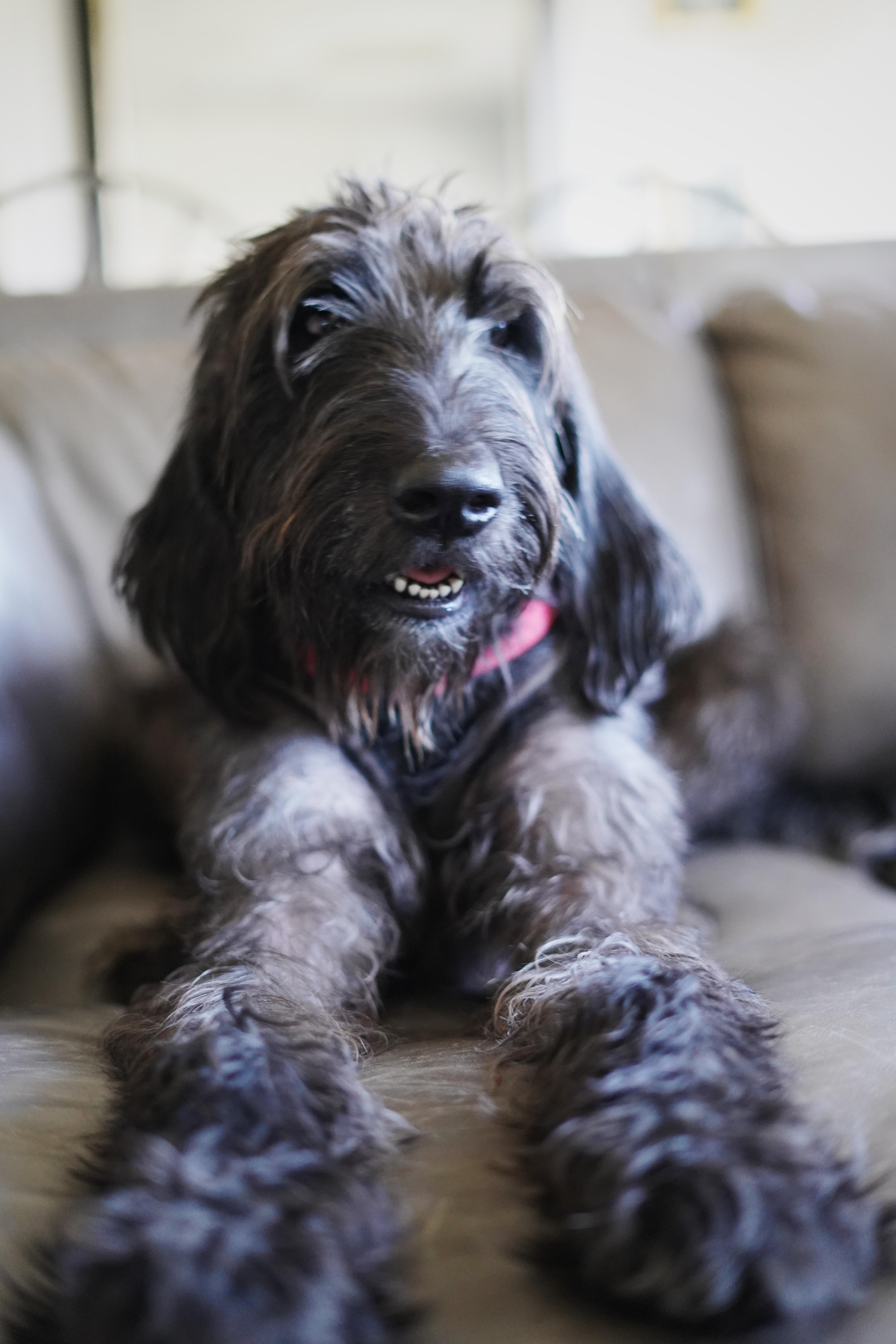 Enlarge Finnley, a Adopted mixed breed in Bixby, OK image 2/3