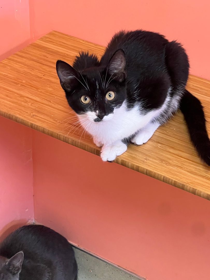 Corvette thumbnail 2