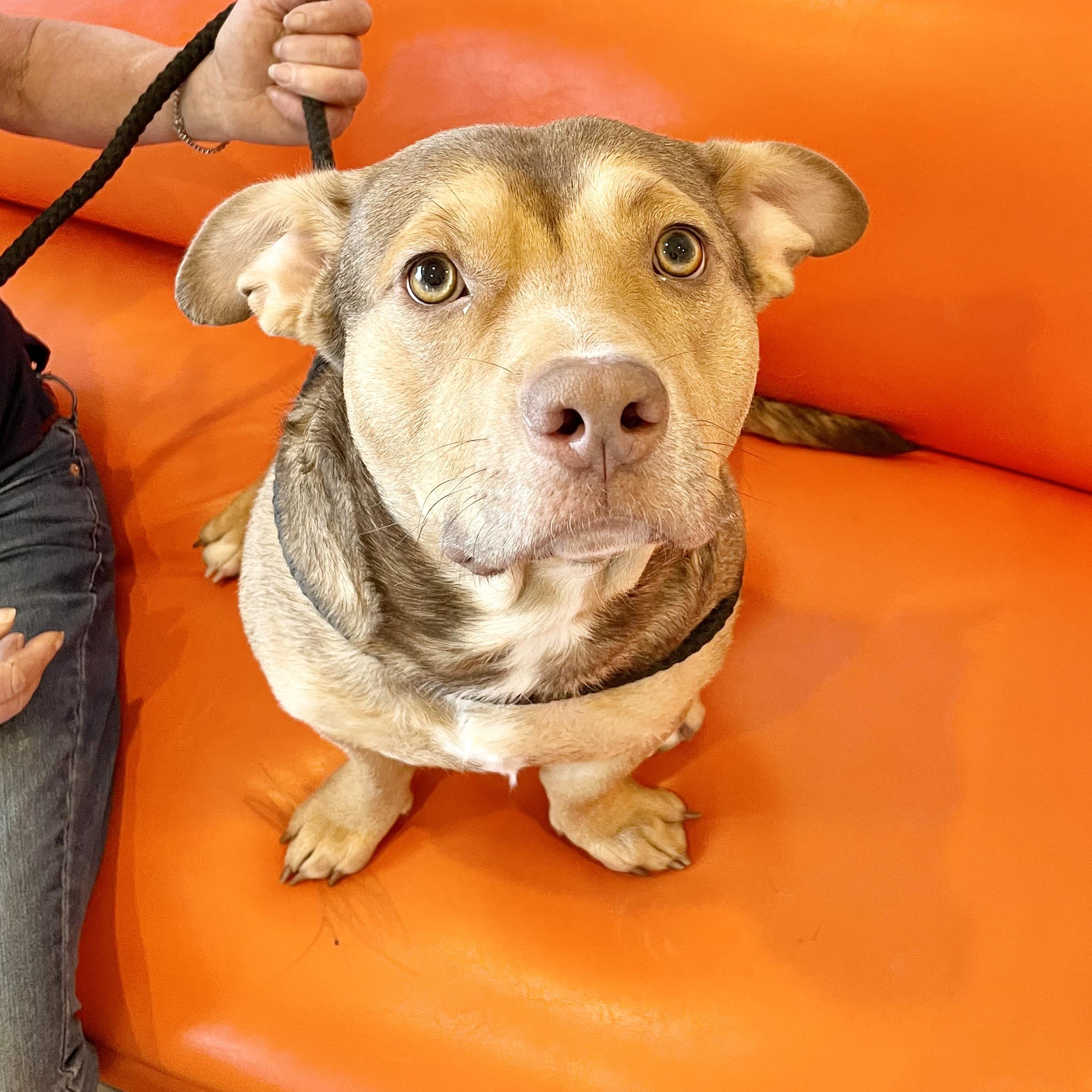 Dog for adoption Peanut, a Mixed Breed in Brattleboro, VT Petfinder