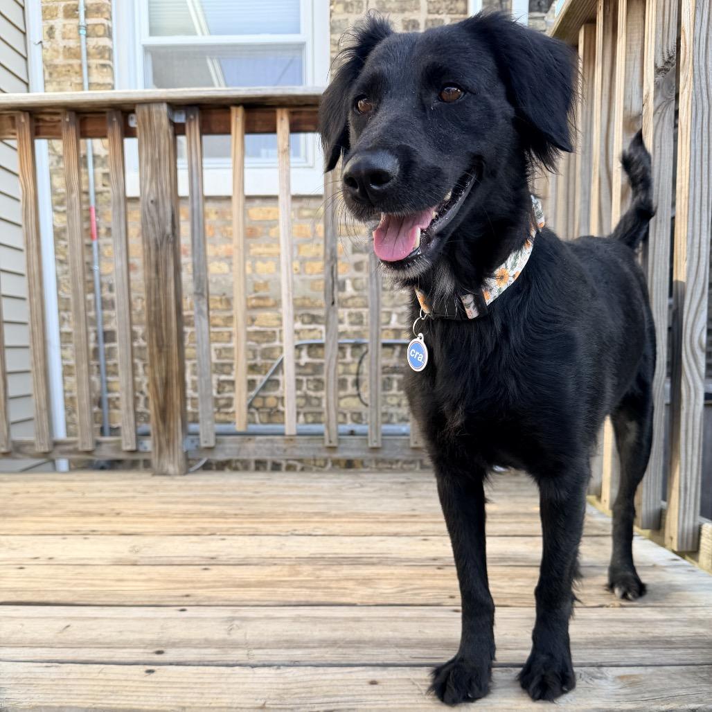 Enlarge Gwen, an adopted mixed breed in Chicago, IL image 2/3