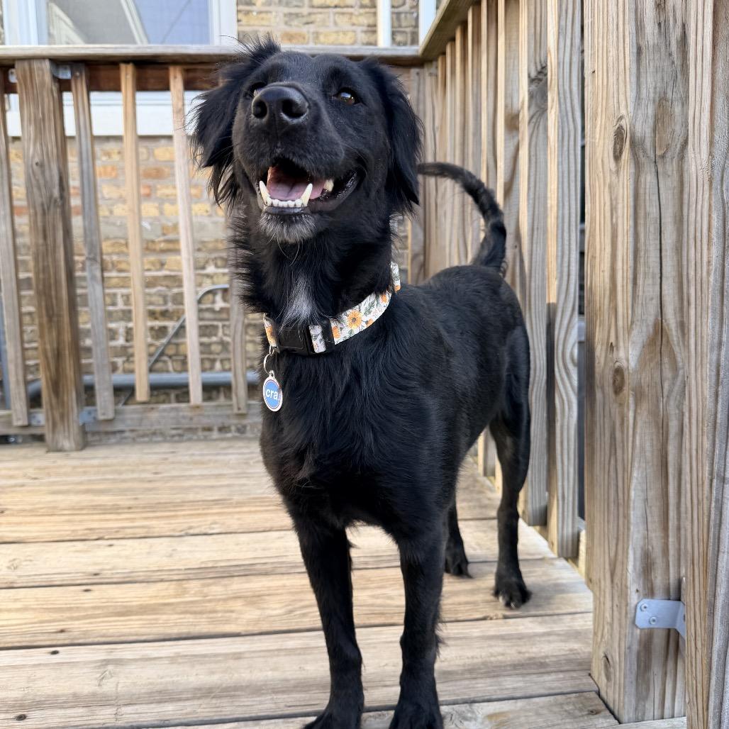 Gwen, adopted, Adult Female Flat-Coated Retriever.