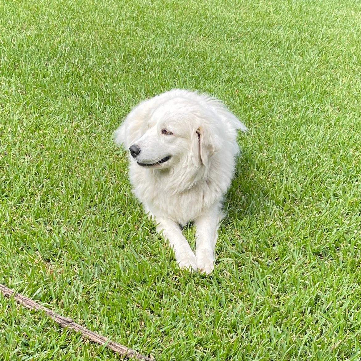 Enlarge Princess, a Adopted Great Pyrenees in Weatherford, TX image 5/5