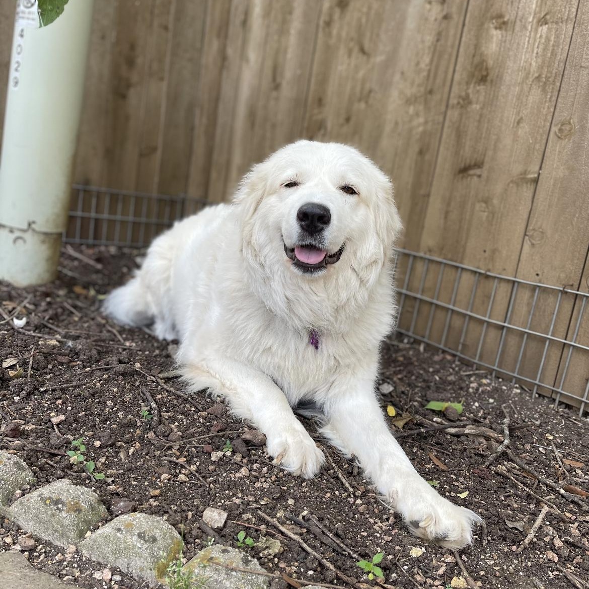 Enlarge Princess, a Adopted Great Pyrenees in Weatherford, TX image 1/5