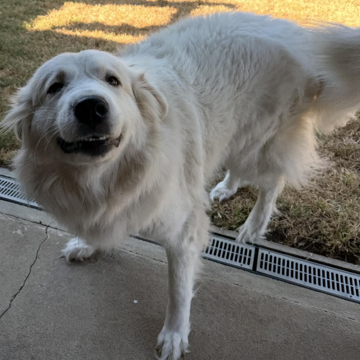 Enlarge Princess, a Adopted Great Pyrenees in Weatherford, TX image 4/5