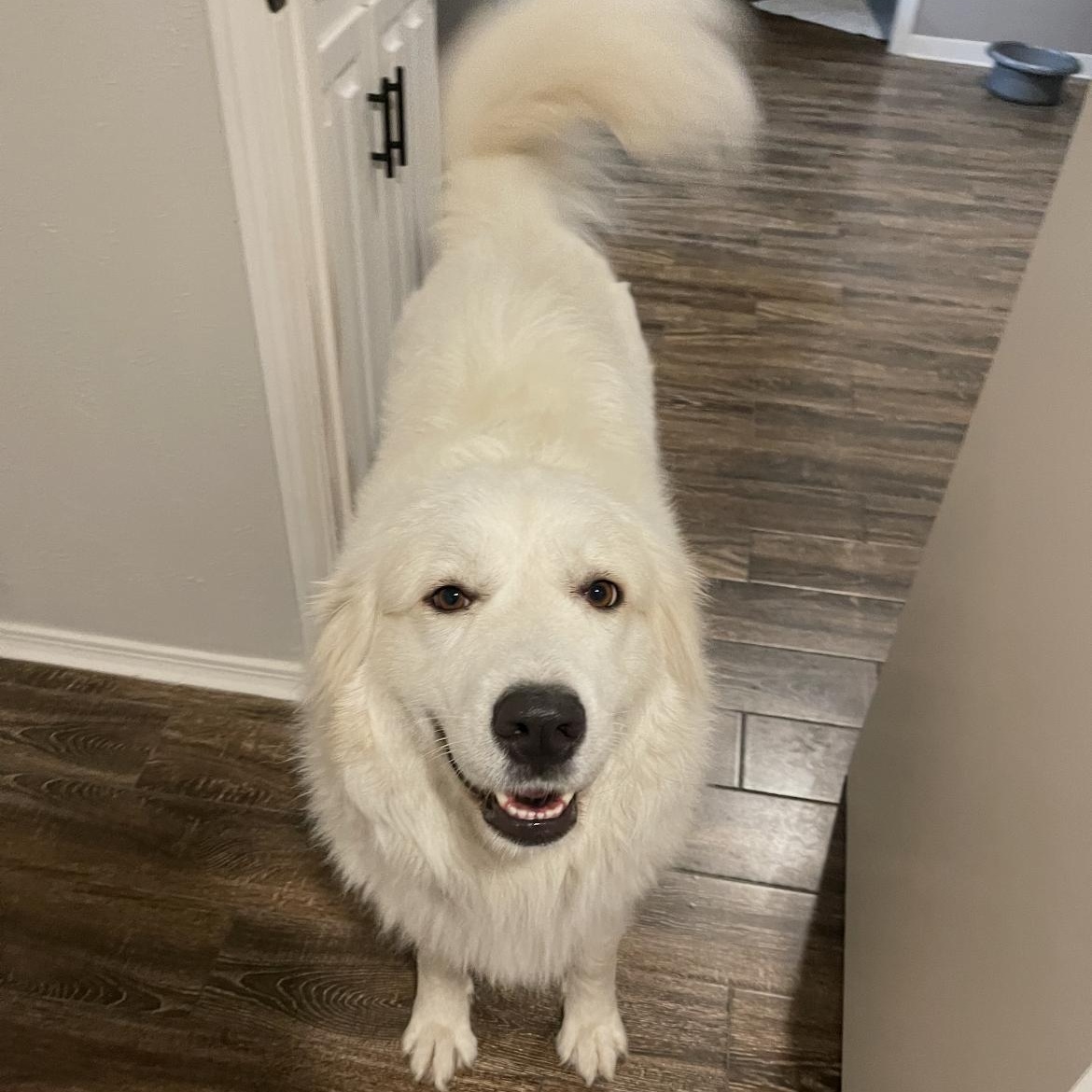 Enlarge Princess, a Adopted Great Pyrenees in Weatherford, TX image 2/5