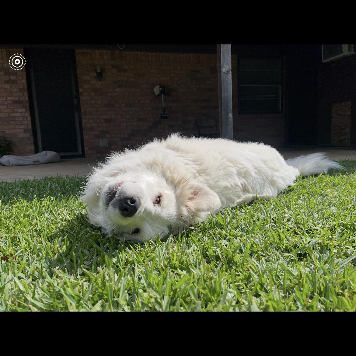 Enlarge Princess, a Adopted Great Pyrenees in Weatherford, TX image 3/5