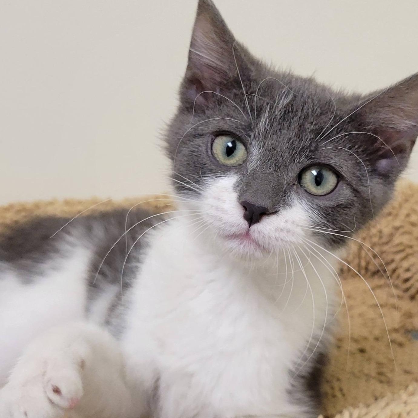 Breeza, ADOPTABLE, Kitten Female Domestic Short Hair.