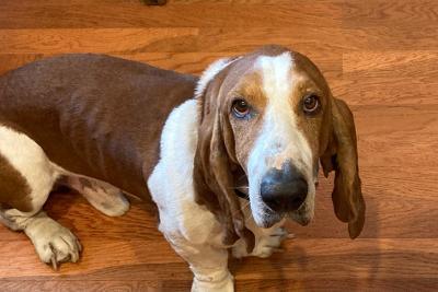 Jax, adopted, Adult Male Basset Hound.