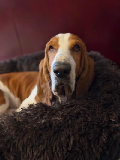 Enlarge Jax, an adopted Basset Hound in Portland, OR image 2/4