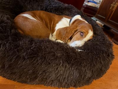 Enlarge Jax, an adopted Basset Hound in Portland, OR image 3/4