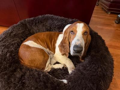 Enlarge Jax, an adopted Basset Hound in Portland, OR image 4/4