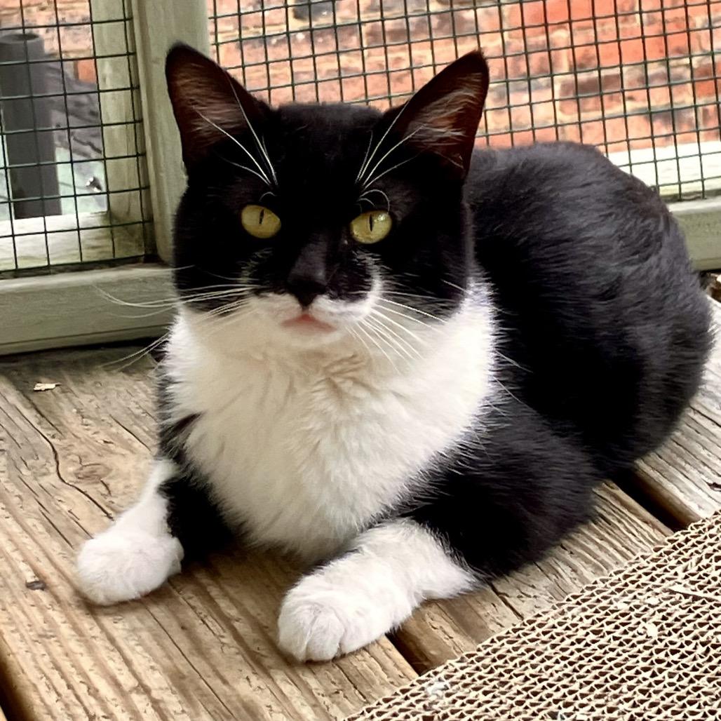 Mac, Adoptable, Adult Male Domestic Short Hair.