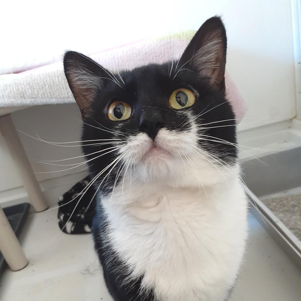 Mac, Adoptable, Adult Male Domestic Short Hair.