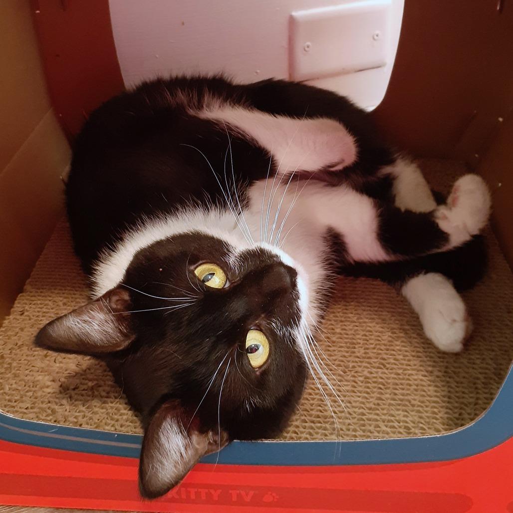 Enlarge Mac, a Adoptable Domestic Short Hair in Pittsburgh, PA image 2/5