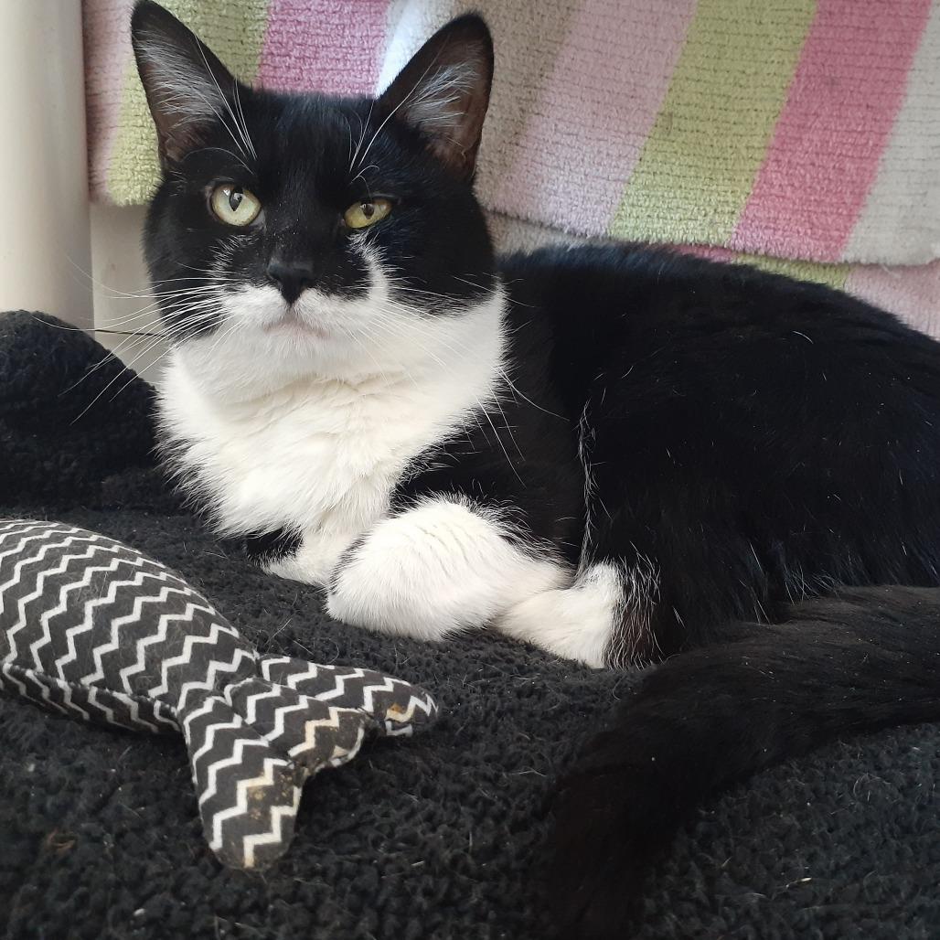 Enlarge Mac, a Adoptable Domestic Short Hair in Pittsburgh, PA image 3/5