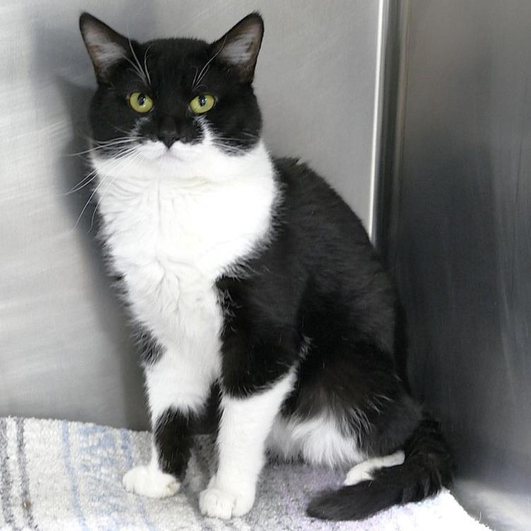 Enlarge Mac, a Adoptable Domestic Short Hair in Pittsburgh, PA image 4/5