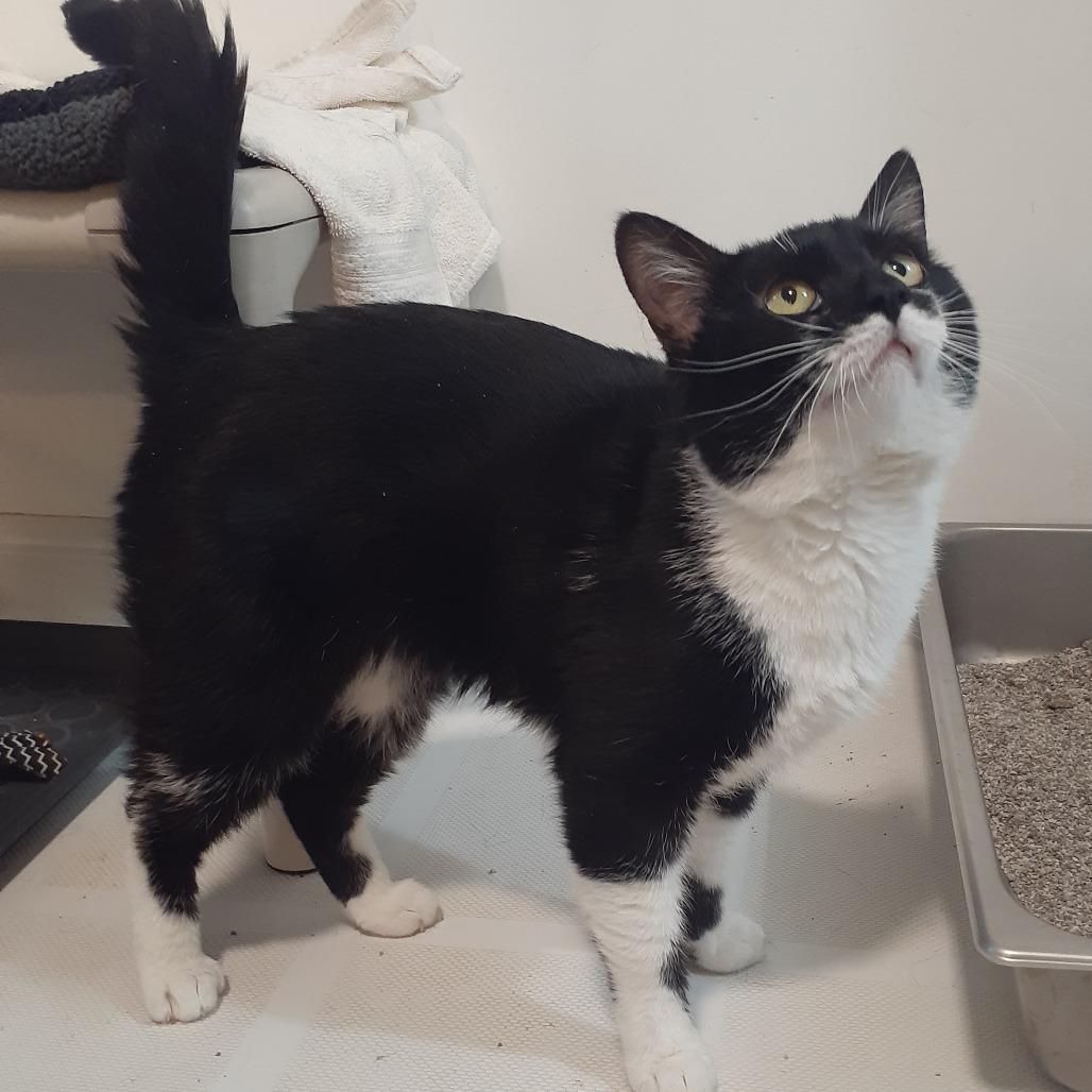 Enlarge Mac, a Adoptable Domestic Short Hair in Pittsburgh, PA image 5/5