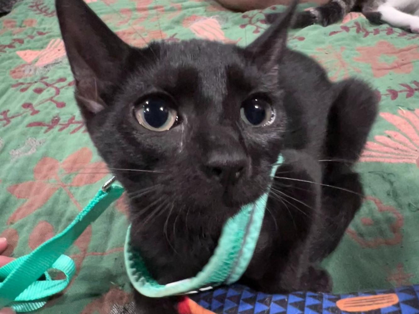 Enlarge Fidget, a Adoptable Domestic Short Hair in Moncks Corner, SC image 2/5