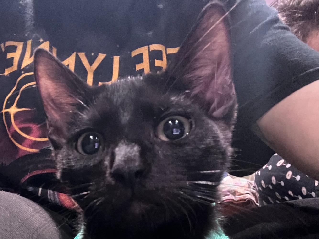 Enlarge Fidget, a Adoptable Domestic Short Hair in Moncks Corner, SC image 4/5