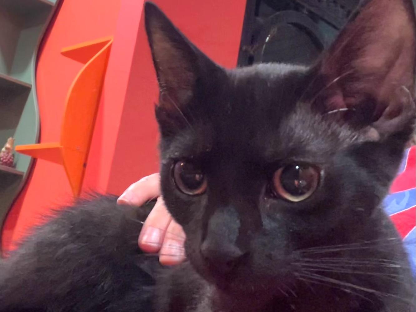 Fidget, Adoptable, Young Female Domestic Short Hair.