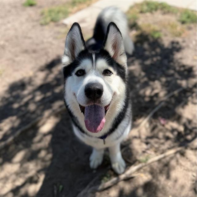 BEETLE, Adoptable, Adult Female Alaskan Malamute.