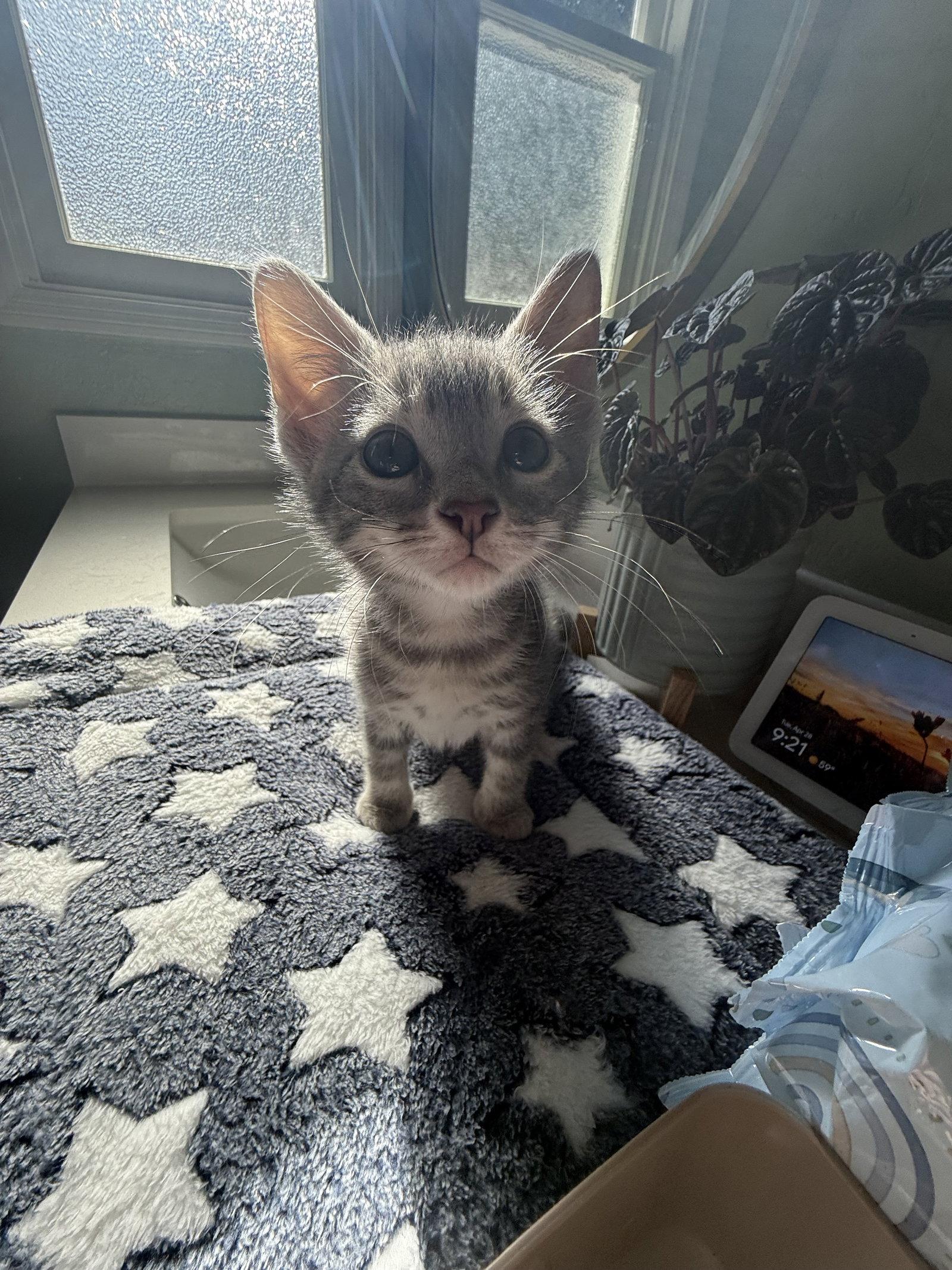 Enlarge Declan, a Adoptable Domestic Short Hair in Davis, CA image 1/3