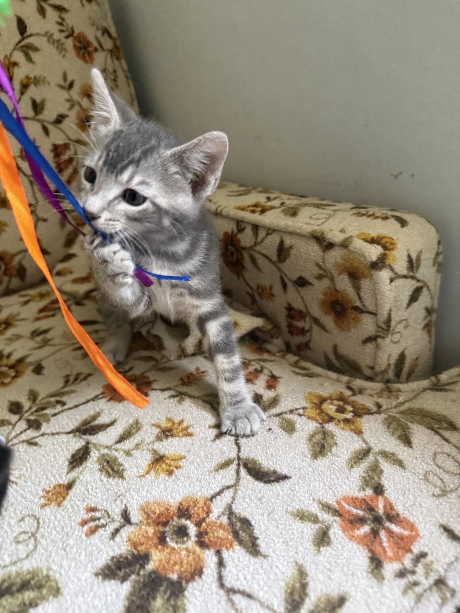 Enlarge Declan, a Adoptable Domestic Short Hair in Davis, CA image 2/3