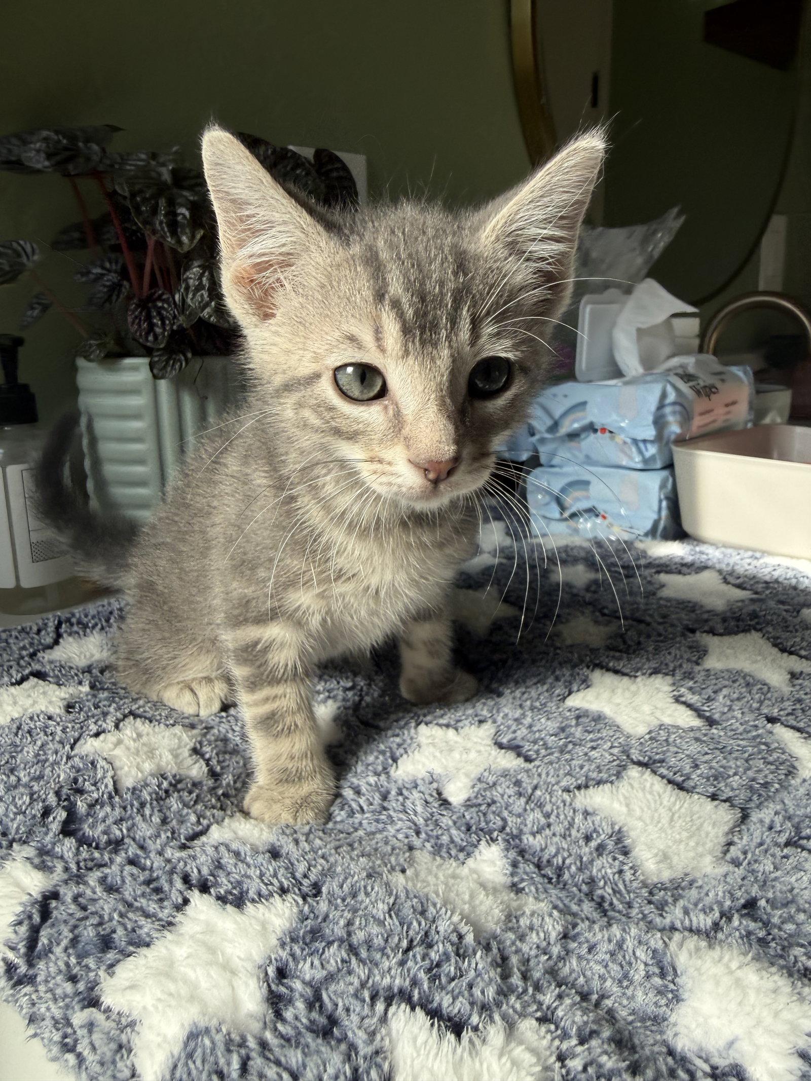 Enlarge Declan, a Adoptable Domestic Short Hair in Davis, CA image 3/3