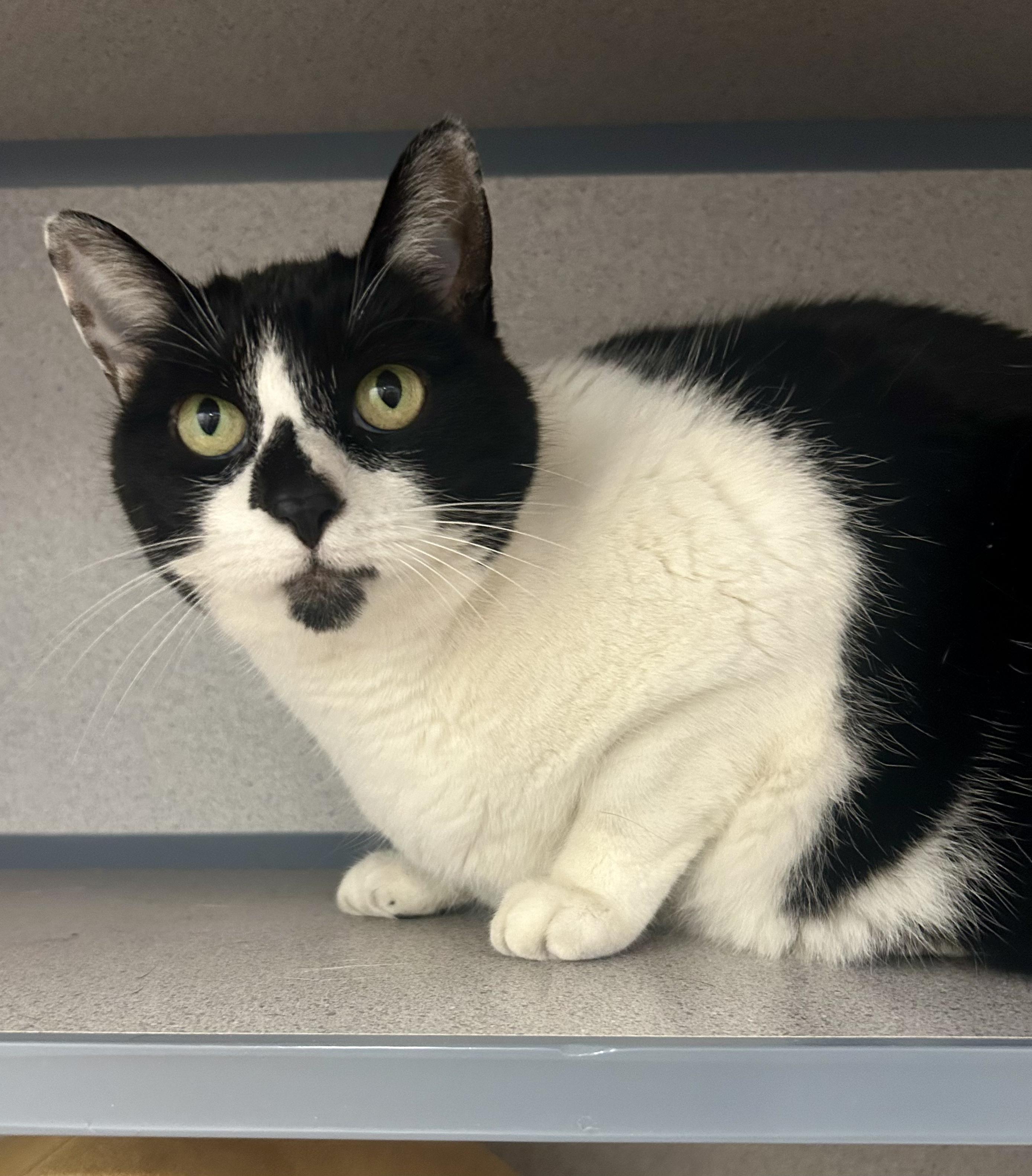 Enlarge Little One & Tigger, a ADOPTABLE Domestic Short Hair in Grass Valley, CA image 4/6