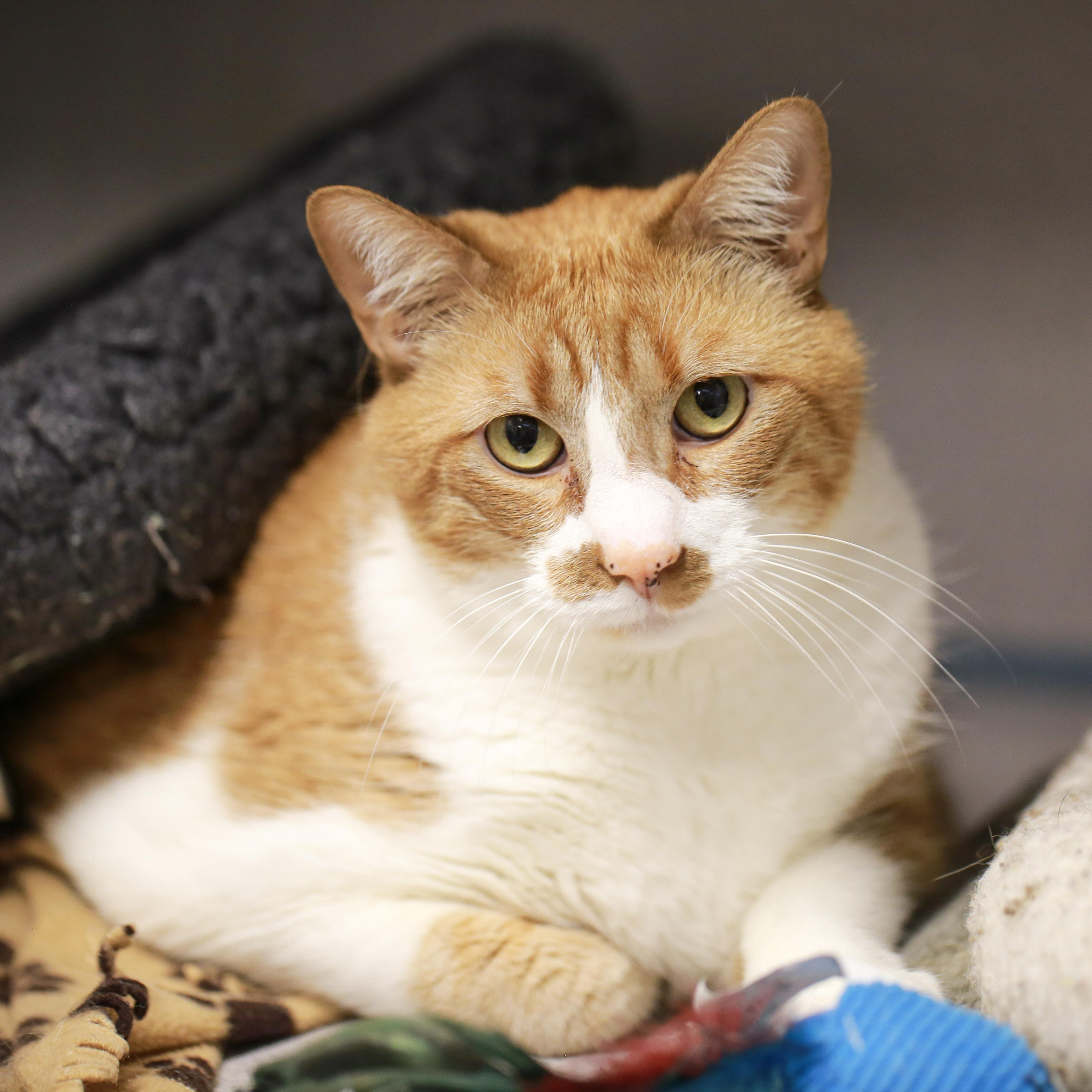 Enlarge Little One & Tigger, a ADOPTABLE Domestic Short Hair in Grass Valley, CA image 6/6