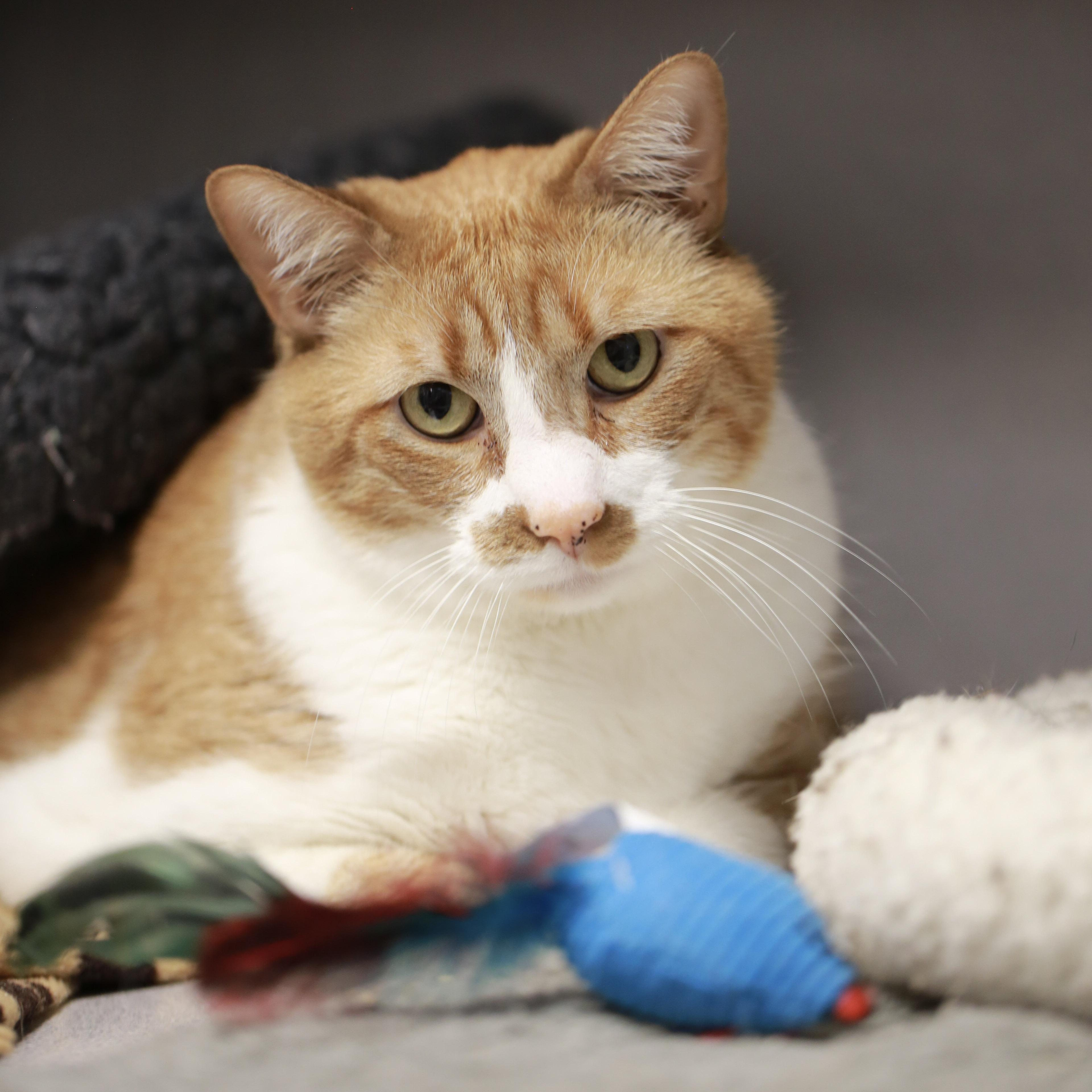 Enlarge Little One & Tigger, a ADOPTABLE Domestic Short Hair in Grass Valley, CA image 5/6