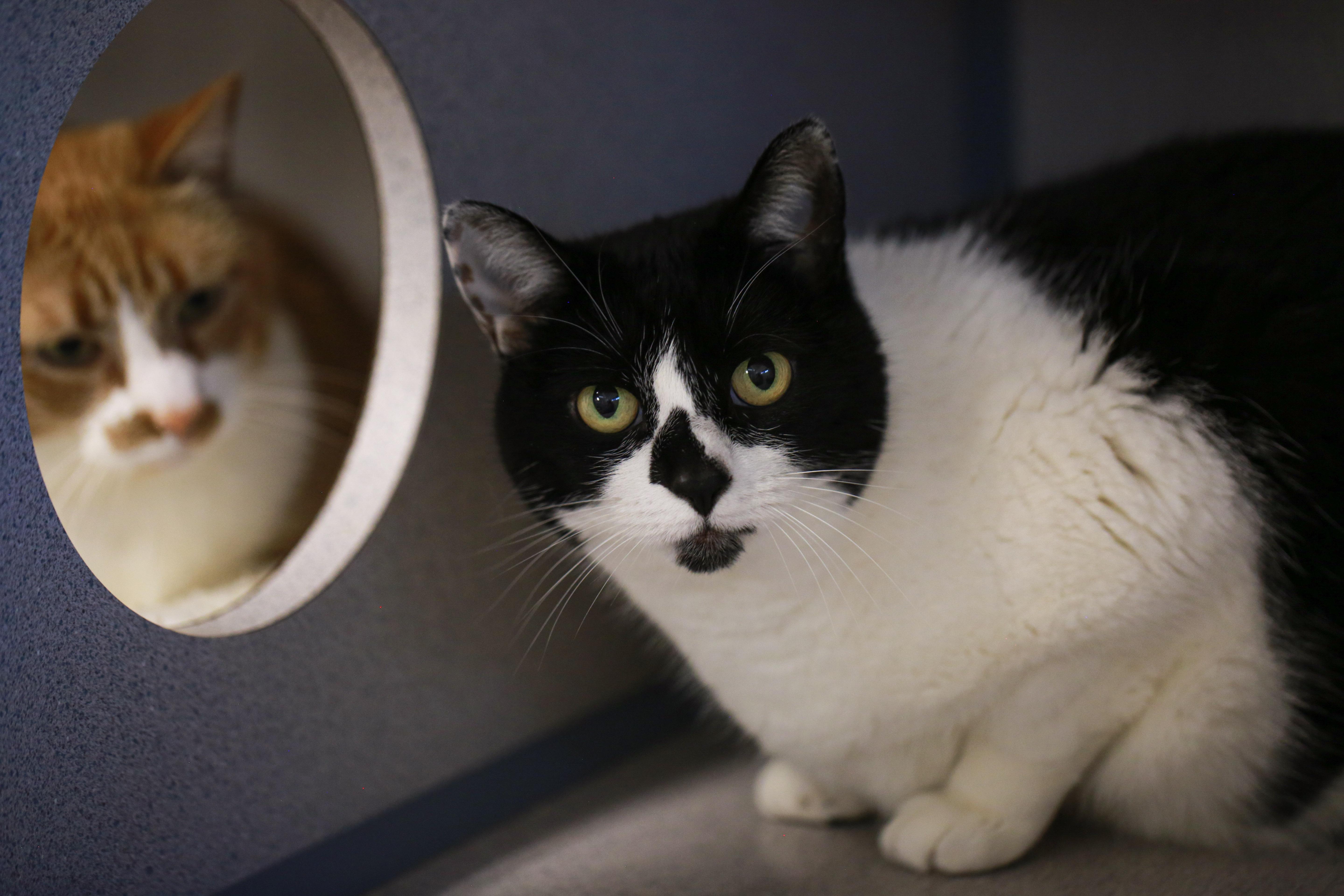 Enlarge Little One & Tigger, a ADOPTABLE Domestic Short Hair in Grass Valley, CA image 1/6
