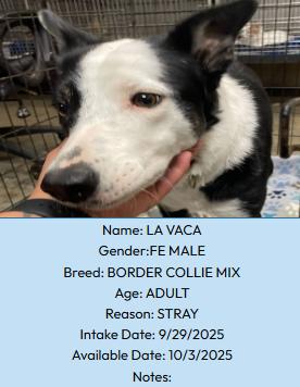 La Vaca, Adoptable, Adult Female Border Collie.