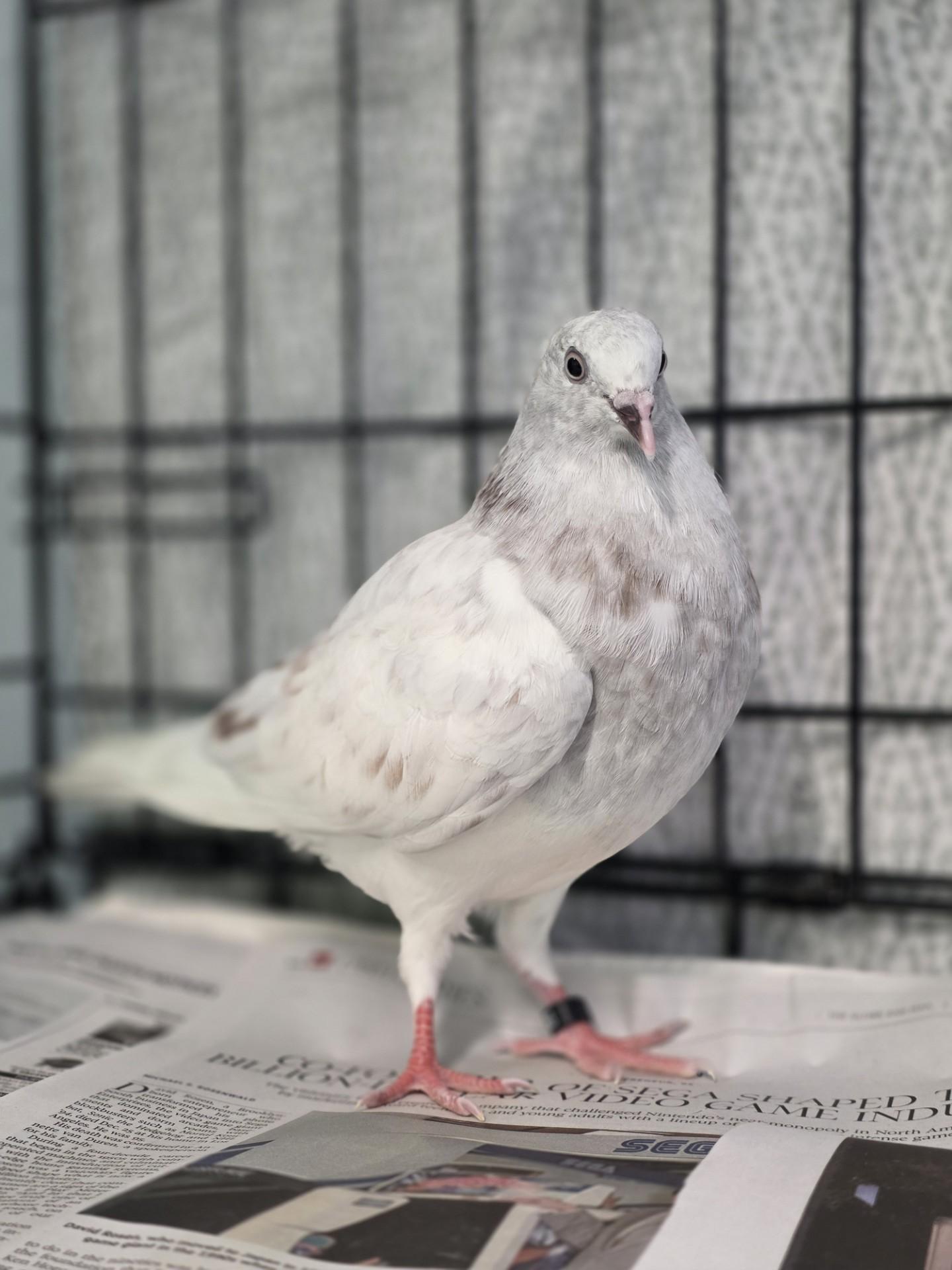 Patti LaBelle, ADOPTABLE, Young Female Pigeon.