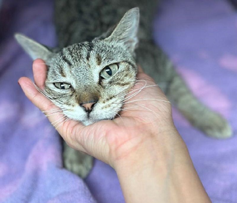 Enlarge Theodore. , a Adoptable Domestic Short Hair in Miami Beach, FL image 1/6