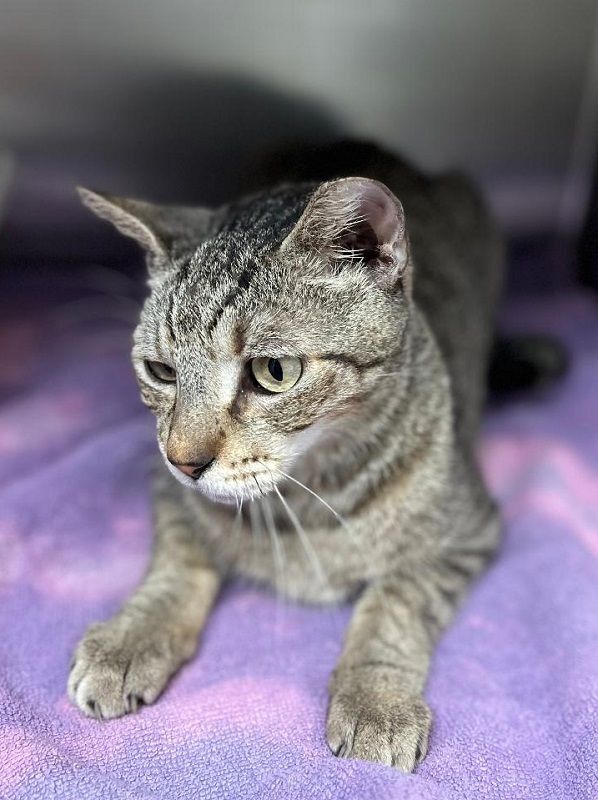 Enlarge Theodore. , a Adoptable Domestic Short Hair in Miami Beach, FL image 2/6