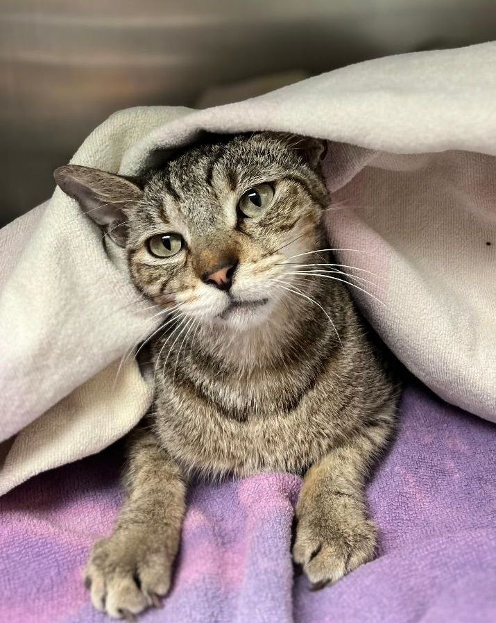 Enlarge Theodore. , a Adoptable Domestic Short Hair in Miami Beach, FL image 3/6